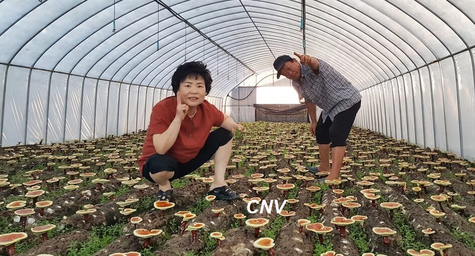 Triển vọng mô hình trồng nấm linh chi ở xã Vạn Long  Báo Khánh Hòa điện tử