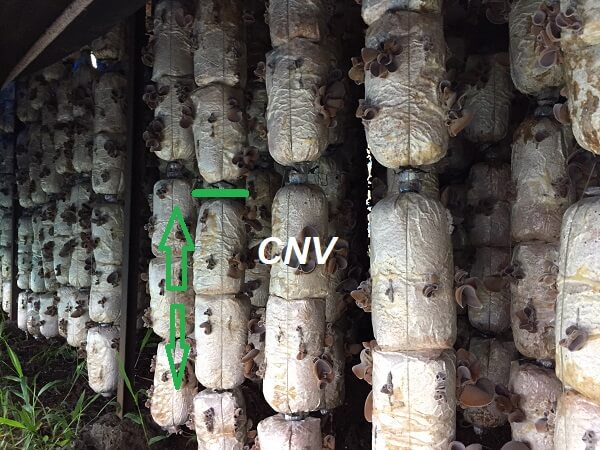 Cách trồng mộc nhĩ trên thân cây gỗ  cachtrongmocnhitrenthancaygo   tuyensinhtuyendungvn 