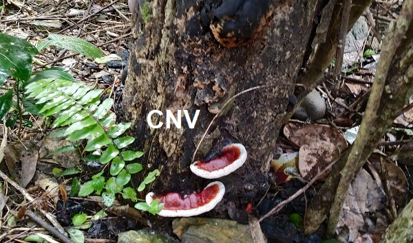 nấm linh chi mọc trên thân cây bưởi bị mục tác giả cjvstart1997