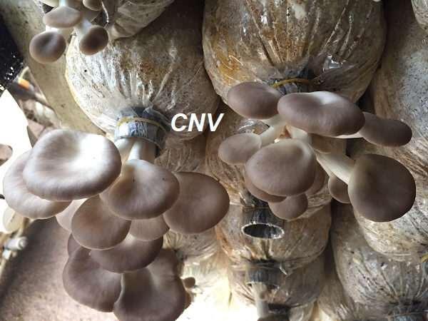 Kỹ thuật trồng nấm sò  Kinh nghiệm làm ăn  Báo ảnh Dân tộc và Miền núi