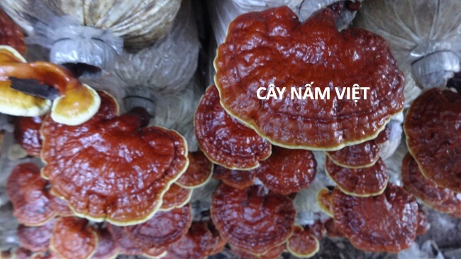nấm linh chi đài loan